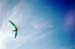 sap0499_02